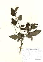 藏品(臺灣澤蘭)的圖片